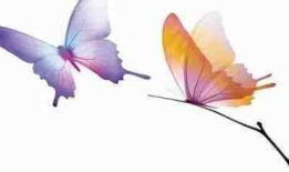 蝴蝶国产精品,国产精品，绽放东方之美